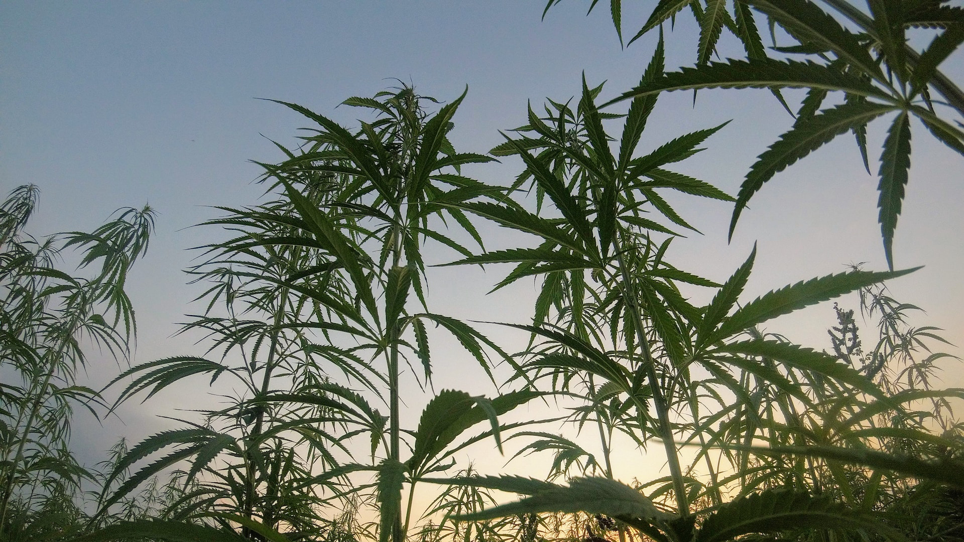 Pleasanton’s Cruise Farm Adds Hemp to List of Grain, Greenhouse Crops